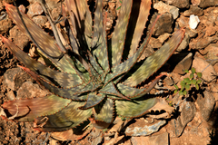 Aloe fosteri
