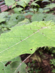 Solanum myriacanthum