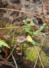 Mycena cystidiosa