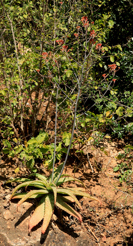 Aloe branddraaiensis, photograph 6