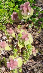 Lamium purpureum