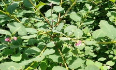 Symphoricarpos albus