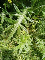 Cirsium vulgare