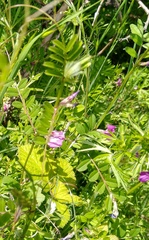 Vicia sativa