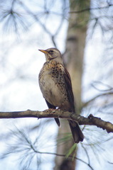 Turdus pilaris