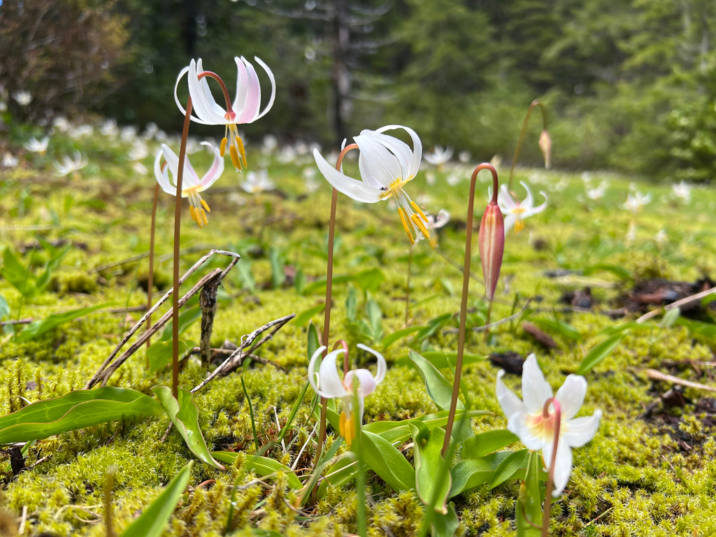 Coast Range Fawn-lily
