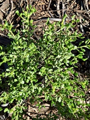 Olearia muelleri