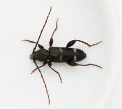 Phymatodes varius
