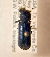 Amphicerus