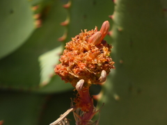 Aceria aloinis