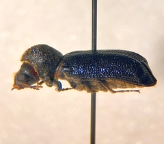Amphicerus