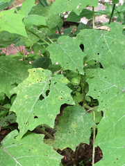 Solanum myriacanthum