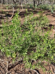 Olearia muelleri