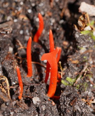 Clavulinopsis sulcata