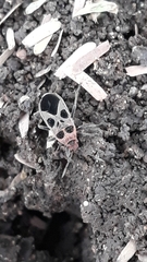 Tropidothorax maculatus