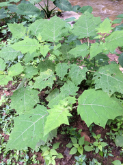 Solanum myriacanthum