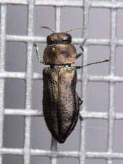 Anthaxia viridifrons