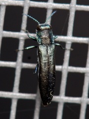 Agrilinae