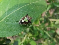 Carbula scutellata