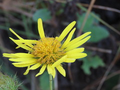 Berkheya speciosa