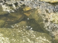 Campostoma spadiceum