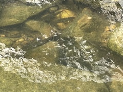 Campostoma spadiceum