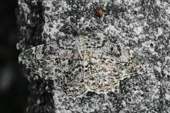 Epimecis fraternaria