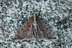 Aponia minnithalis