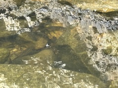 Campostoma spadiceum