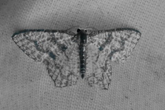 Chloropteryx opalaria