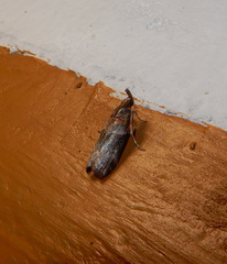 Calguia defiguralis