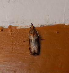 Calguia defiguralis