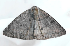Herbita aglausaria