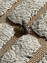 Colecerus marmoratus