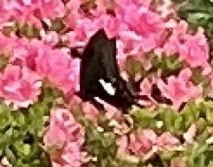 Papilio helenus nicconicolens