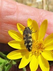 Acmaeodera diffusa
