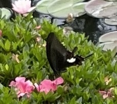 Papilio helenus nicconicolens