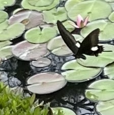 Papilio helenus nicconicolens