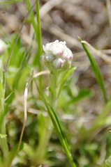 Antennaria dioica