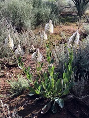 Ptilotus nobilis
