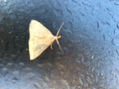 Phalaenostola metonalis