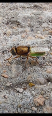 Odontomyia lutatius