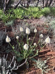 Ptilotus nobilis