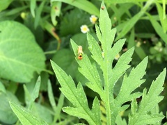 Microchrysa flaviventris
