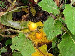 Solanum lasiocarpum