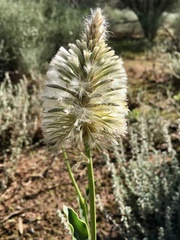 Ptilotus nobilis