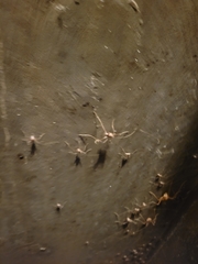 Hadenoecus subterraneus