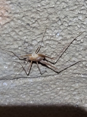 Hadenoecus subterraneus