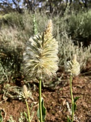 Ptilotus nobilis