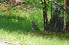 Turdus pilaris